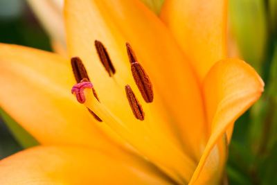 Close-up of yellow lily blooming outdoors