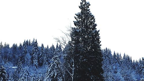 Low angle view of pine tree against clear sky