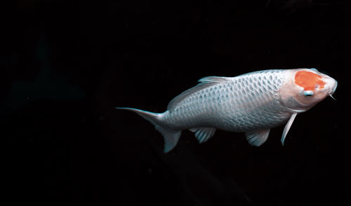 Close-up of fish swimming in sea