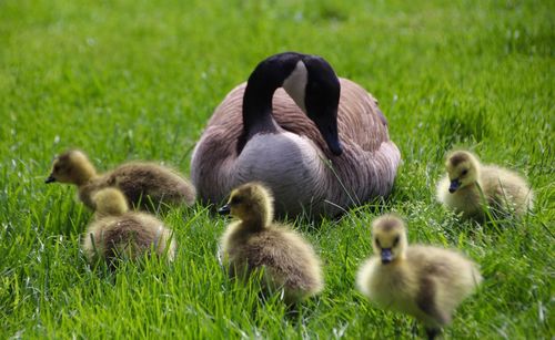 Ducks by lake