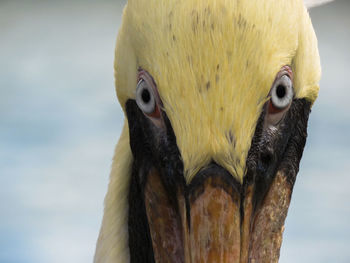 Close-up portrait of a bird against blurred background