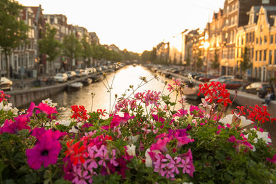 Pink flowering plants by river against buildings in city