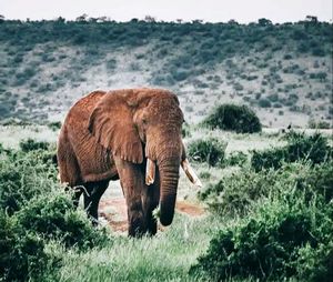 Elephant in a field