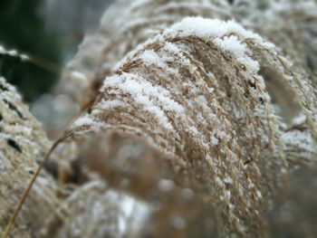 Close-up of snow