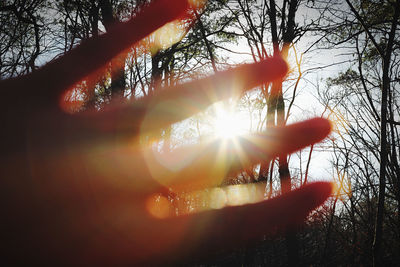 Sunlight streaming through trees during sunset