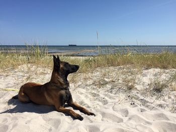 Dog on the beach