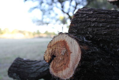 Close-up of wood on tree trunk