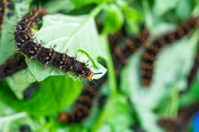 Close-up of insect on leaf