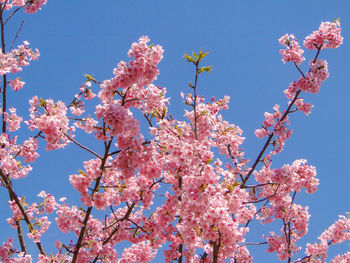 Low angle view of cherry blossoms against sky