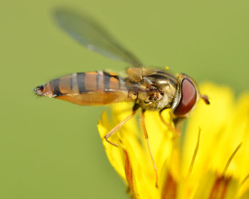 Macro shot of bee pollinating on yellow flower