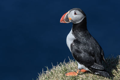 Close-up of puffin against blue sky