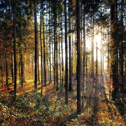 Full frame shot of trees in forest