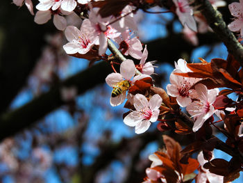 Close-up of cherry blossoms in spring