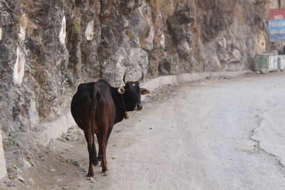 Cows standing in a rock