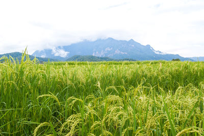 Scenic view of rice paddy against mountains