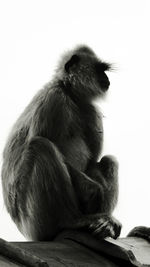 Monkey sitting on rock against white background