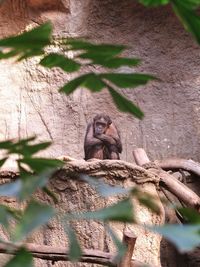 Monkey on tree