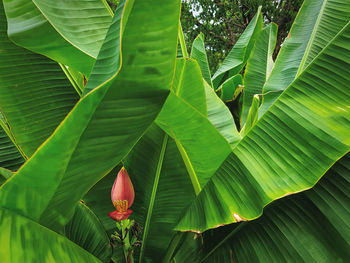 Fresh red banana blossom on green banana leaves background