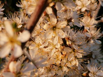 Close-up of white cherry blossom tree