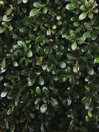 Full frame shot of plants