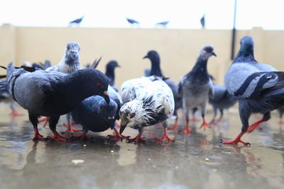 Flock of birds in lake