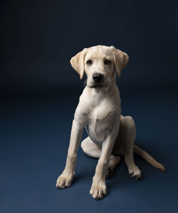 Yellow lab puppy sitting on dark blue background looking into camera