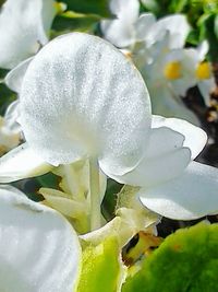 Close-up of white flowers