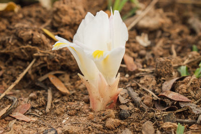 Close-up of white crocus flower on field