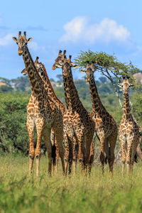 Giraffe standing by tree against sky