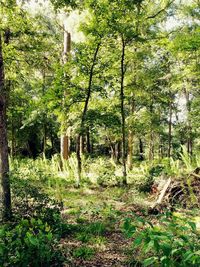 Trees in forest