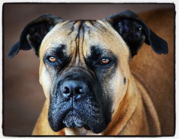 Close-up portrait of dog