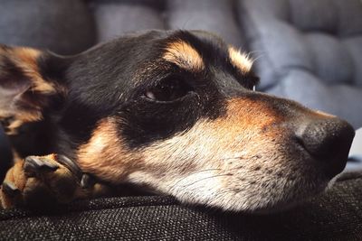 Close-up of dog resting on sofa at home