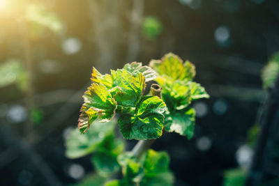 The first spring tender leaves, buds open on the bush. warm spring day in the garden. 