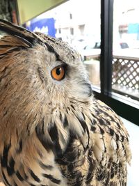 Close-up of a bird