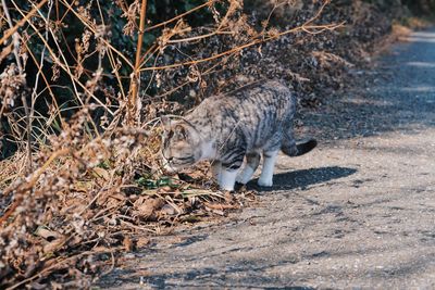 Cat on a field