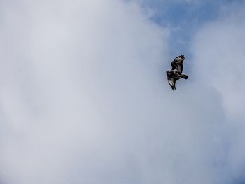 Low angle view of bird flying in sky