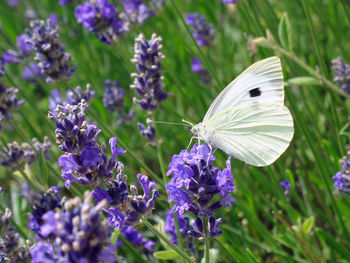 Butterfly pollinating on purple flower