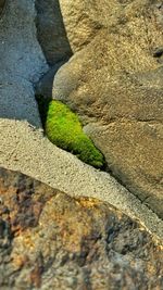 High angle view of moss on stone wall