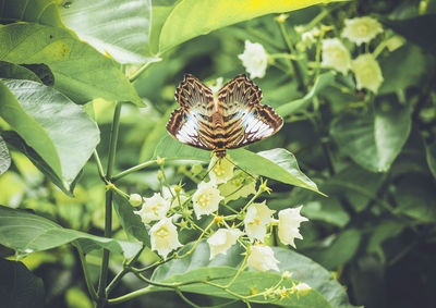 Close-up of butterfly on plant