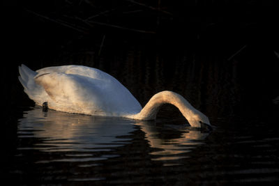 Close-up of duck swimming in lake