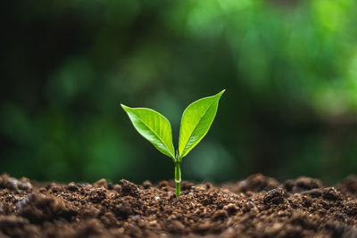 Close-up of plant growing on field