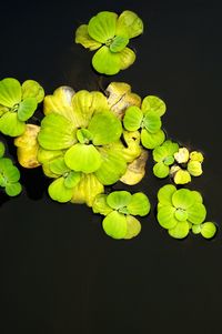 Close-up of plant over white background