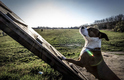 Dog on wooden board at grassy field against clear sky