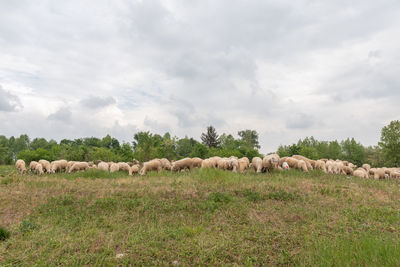 Sheep in a field