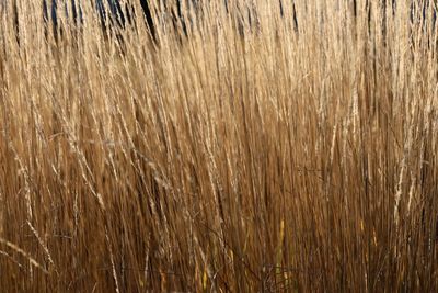 Close-up of wheat field