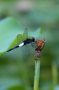 Close-up of damselfly perching on leaf