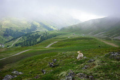 View of sheep on landscape