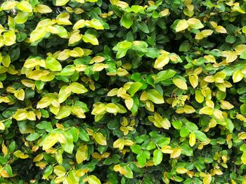 Full frame shot of plants