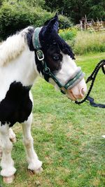 Close-up of horse on field