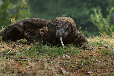 The komodo dragon